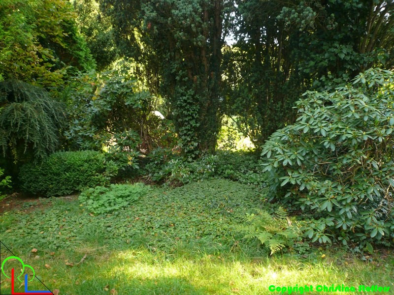 FUG07a Urnen im Efeugarten naturnahe Anlage
